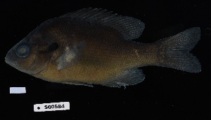  ( - FWRI_5093)  @11 [ ] by-nc-sa (2023) Fish and Wildlife Conservation Commission Fish and Wildlife Research Institute