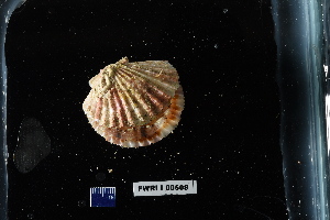  (Cryptopecten - FWRI_I_00508)  @11 [ ] CreativeCommons - Attribution Non-Commercial Share-Alike (2018) Unspecified Fish and Wildlife Research Institute