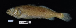  (Cynoscion arenarius - FWRI_4772)  @11 [ ] by-nc-sa (2023) Fish and Wildlife Conservation Commission Fish and Wildlife Research Institute