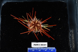  (Coelopleurus floridianus - FWRI I 00341)  @11 [ ] CreativeCommons - Attribution Non-Commercial Share-Alike (2019) Unspecified Fish and Wildlife Research Institute