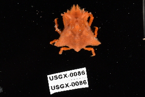  (Macrocoeloma nodipes - USGX-0086)  @11 [ ] CreativeCommons - Attribution Non-Commercial Share-Alike (2018) Unspecified Fish and Wildlife Research Institute