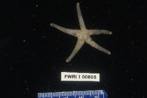  ( - FWRI I 00605)  @11 [ ] CreativeCommons - Attribution Non-Commercial Share-Alike (2019) Unspecified Fish and Wildlife Research Institute