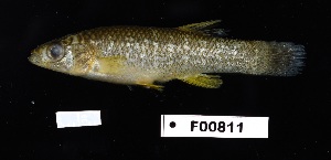  (Fundulus confluentus - FWRI_05300)  @11 [ ] by-nc-sa (2024) Fish and Wildlife Conservation Commission Fish and Wildlife Research Institute