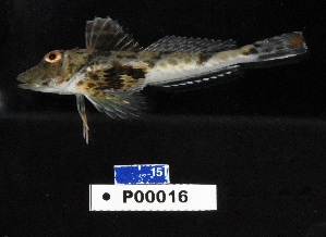  ( - FWRI 03514)  @11 [ ] by-nc-sa (2020) Fish and Wildlife Conservation Commission Fish and Wildlife Research Institute