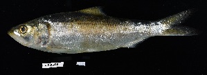  (Alosa chrysochloris - FWRI_05521)  @11 [ ] by-nc-sa (2025) Fish and Wildlife Conservation Commission Fish and Wildlife Research Institute