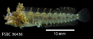  (Protemblemaria punctata - FWRI 03577)  @11 [ ] CreativeCommons - Attribution Non-Commercial Share-Alike (2017) Unspecified Fish and Wildlife Research Institute