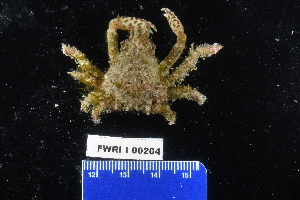  ( - FWRI_I_00204)  @11 [ ] CreativeCommons - Attribution Non-Commercial Share-Alike (2018) Unspecified Fish and Wildlife Research Institute