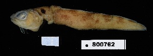  (Otophidium - FWRI_00375)  @11 [ ] by-nc-sa (2025) Fish and Wildlife Conservation Commission Fish and Wildlife Research Institute
