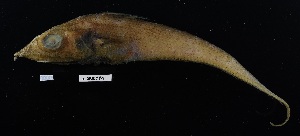  (Caelorinchus - FWRI_00191)  @11 [ ] by-nc-sa (2025) Fish and Wildlife Conservation Commission Fish and Wildlife Research Institute