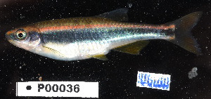  (Pteronotropis metallicus - FWRI 03628)  @11 [ ] CreativeCommons - Attribution Non-Commercial Share-Alike (2017) Unspecified Fish and Wildlife Research Institute