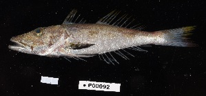  ( - FWRI 03769)  @11 [ ] CreativeCommons - Attribution Non-Commercial Share-Alike (2019) Fish and Wildlife Conservation Commission Fish and Wildlife Research Institute