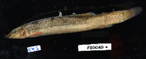  ( - FWRI 03803)  @11 [ ] CreativeCommons - Attribution Non-Commercial Share-Alike (2017) Unspecified Fish and Wildlife Research Institute