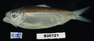  ( - FWRI 03616)  @11 [ ] CreativeCommons - Attribution Non-Commercial Share-Alike (2017) Unspecified Fish and Wildlife Research Institute