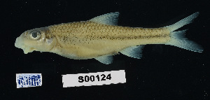  (Notropis amplamala - FWRI 02082)  @11 [ ] CreativeCommons - Attribution Non-Commercial Share-Alike (2017) Unspecified Fish and Wildlife Research Institute