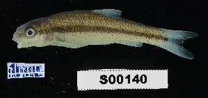  (Nocomis leptocephalus - FWRI 02091)  @11 [ ] CreativeCommons - Attribution Non-Commercial Share-Alike (2017) Unspecified Fish and Wildlife Research Institute