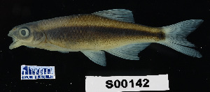  (Pteronotropis hypselopterus - FWRI 02106)  @11 [ ] CreativeCommons - Attribution Non-Commercial Share-Alike (2017) Unspecified Fish and Wildlife Research Institute