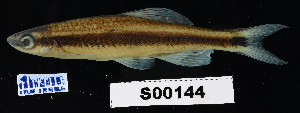  (Pteronotropis - FWRI 02097)  @11 [ ] CreativeCommons - Attribution Non-Commercial Share-Alike (2017) Unspecified Fish and Wildlife Research Institute
