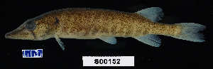 (Esox americanus - FWRI 02141)  @11 [ ] CreativeCommons - Attribution Non-Commercial Share-Alike (2017) Unspecified Fish and Wildlife Research Institute