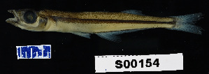  (Labidesthes vanhyningi - FWRI 01952)  @11 [ ] CreativeCommons - Attribution Non-Commercial Share-Alike (2017) Unspecified Fish and Wildlife Research Institute