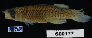  (Fundulus escambiae - FWRI 02146)  @11 [ ] CreativeCommons - Attribution Non-Commercial Share-Alike (2017) Unspecified Fish and Wildlife Research Institute