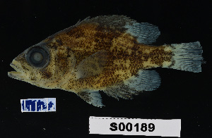  ( - FWRI 02118)  @11 [ ] CreativeCommons - Attribution Non-Commercial Share-Alike (2017) Unspecified Fish and Wildlife Research Institute