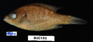  ( - FWRI 02453)  @11 [ ] CreativeCommons - Attribution Non-Commercial Share-Alike (2017) Unspecified Fish and Wildlife Research Institute