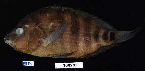  (Cichlasoma bimaculatum - FWRI 02722)  @11 [ ] CreativeCommons - Attribution Non-Commercial Share-Alike (2017) Unspecified Fish and Wildlife Research Institute