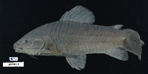  ( - FWRI 02314)  @11 [ ] CreativeCommons - Attribution Non-Commercial Share-Alike (2017) Unspecified Fish and Wildlife Research Institute