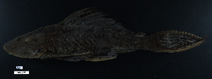  ( - FWRI 03141)  @11 [ ] CreativeCommons - Attribution Non-Commercial Share-Alike (2017) Unspecified Fish and Wildlife Research Institute