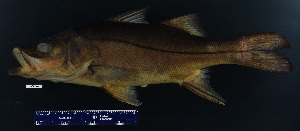  (Centropomus mexicanus - FWRI 02288)  @11 [ ] CreativeCommons - Attribution Non-Commercial Share-Alike (2017) Unspecified Fish and Wildlife Research Institute