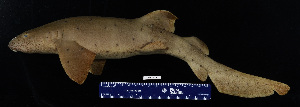  ( - FWRI 03169)  @11 [ ] CreativeCommons - Attribution Non-Commercial Share-Alike (2017) Unspecified Fish and Wildlife Research Institute