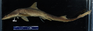  (Mustelus norrisi - FWRI 03502)  @11 [ ] CreativeCommons - Attribution Non-Commercial Share-Alike (2017) Unspecified Fish and Wildlife Research Institute