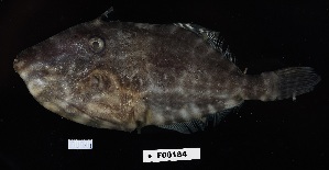  ( - FWRI 04057)  @11 [ ] CreativeCommons - Attribution Non-Commercial Share-Alike (2019) Fish and Wildlife Conservation Commission Fish and Wildlife Research Institute