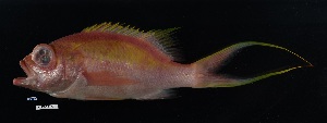  (Anthias woodsi - FWRI 04240)  @11 [ ] CreativeCommons - Attribution Non-Commercial Share-Alike (2019) Fish and Wildlife Conservation Commission Fish and Wildlife Research Institute