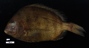  (Archosargus probatocephalus X rhomboidalis - FWRI 00594)  @11 [ ] CreativeCommons - Attribution Non-Commercial Share-Alike (2019) Fish and Wildlife Conservation Commission Fish and Wildlife Research Institute