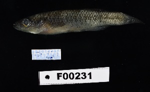  (Fundulus jenkinsi - FWRI_04454)  @11 [ ] by-nc-sa (2022) Fish and Wildlife Conservation Commission Fish and Wildlife Research Institute