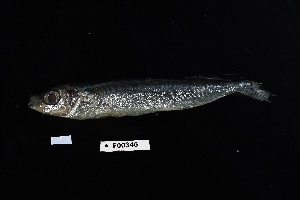  (Parexocoetus hillianus - FWRI_04595)  @11 [ ] by-nc-sa (2022) Fish and Wildlife Conservation Commission Fish and Wildlife Research Institute
