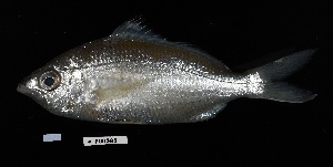  ( - FWRI_4318)  @11 [ ] CreativeCommons - Attribution Non-Commercial Share-Alike (2023) Unspecified Florida Fish and Wildlife Conservation Commission, Fish and Wildlife Research Institute