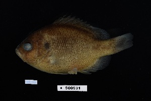  (Lepomis punctatus - FWRI_04784)  @11 [ ] by-nc-sa (2022) Fish and Wildlife Conservation Commission Fish and Wildlife Research Institute