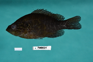  ( - FWRI_5019)  @11 [ ] by-nc-sa (2023) Fish and Wildlife Conservation Commission Fish and Wildlife Research Institute