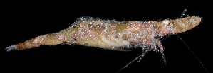  ( - FBAR-0140)  @11 [ ] CreativeCommons - Attribution Non-Commercial Share-Alike (2017) Unspecified Fish and Wildlife Research Institute