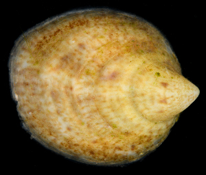  (Crepidula ustulatulina - FBAR-0227)  @11 [ ] CreativeCommons - Attribution Non-Commercial Share-Alike (2017) Unspecified Fish and Wildlife Research Institute