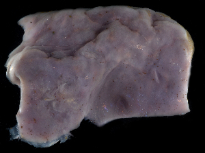  (Eudistoma hepaticum - FBAR-0253)  @11 [ ] CreativeCommons - Attribution Non-Commercial Share-Alike (2017) Unspecified Fish and Wildlife Research Institute