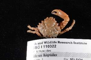  ( - FSBCI110322)  @11 [ ] CreativeCommons - Attribution Non-Commercial Share-Alike (2017) Unspecified Fish and Wildlife Research Institute