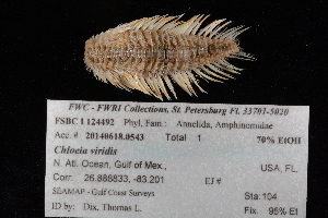  ( - FSBCI124492)  @11 [ ] CreativeCommons - Attribution Non-Commercial Share-Alike (2017) Unspecified Fish and Wildlife Research Institute