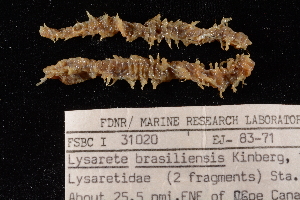  (Lysarete brasiliensis - FSBCI31020)  @11 [ ] CreativeCommons - Attribution Non-Commercial Share-Alike (2017) Unspecified Fish and Wildlife Research Institute