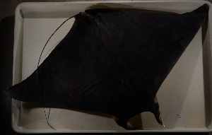  (Mobula hypostoma - FWRI 02514)  @11 [ ] CreativeCommons - Attribution Non-Commercial Share-Alike (2017) Unspecified Fish and Wildlife Research Institute