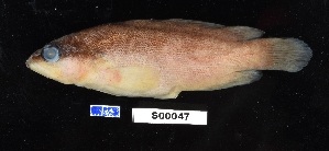  ( - FWRI 02549)  @11 [ ] CreativeCommons - Attribution Non-Commercial Share-Alike (2017) Unspecified Fish and Wildlife Research Institute