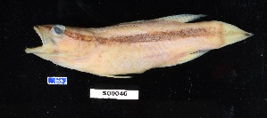  (Liopropoma eukrines - FWRI 02985)  @11 [ ] CreativeCommons - Attribution Non-Commercial Share-Alike (2017) Unspecified Fish and Wildlife Research Institute