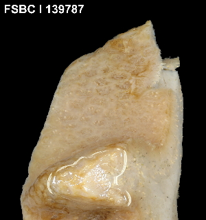  (Eudistoma spiculiferum - FWRI_I_1638)  @11 [ ] by-nc-sa (2019) Fish and Wildlife Conservation Commission Florida Biodiversity Collection at the Florida Fish and Wildlife Research Institute